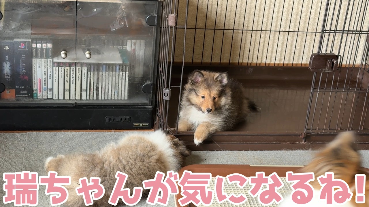 【シェルティ】瑞ちゃんが気になるね🐾【遊んでほしい】