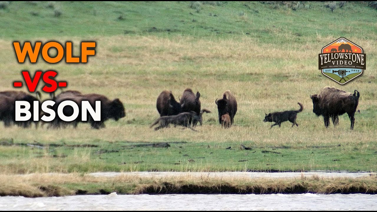 WOLVES HUNTING BISON - a pack of wolves out hunting bison calves in Yellowstone National Park