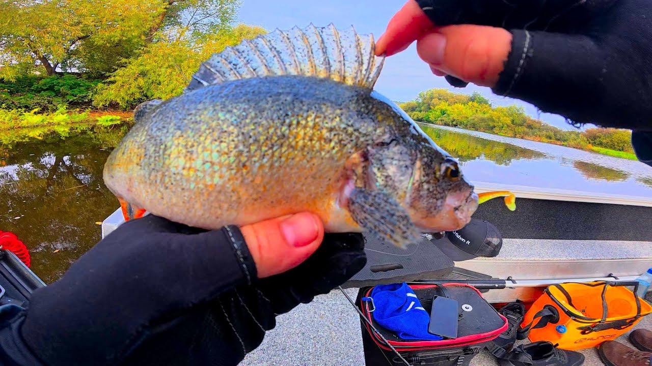 Visi e&scaron;eriai pasislėpę po medžiais ! Žalias apgavikas ,tai spalva kurią turi turėti kiekvienas!
