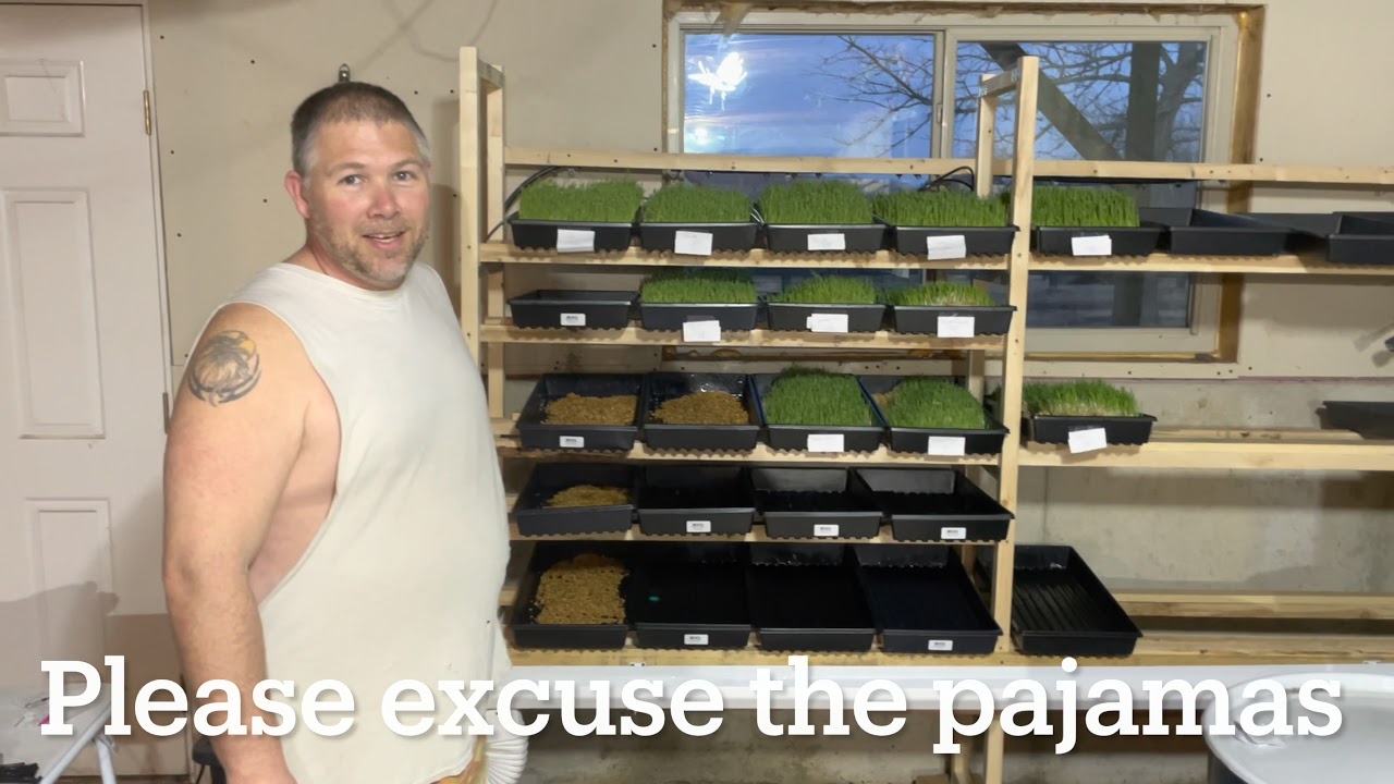 Our DIY hydroponic barley and wheat fodder system, Vlog 15