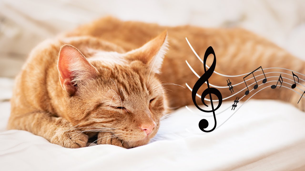 The best lullaby for cat with purring ♬ Relaxing music for cats ♬