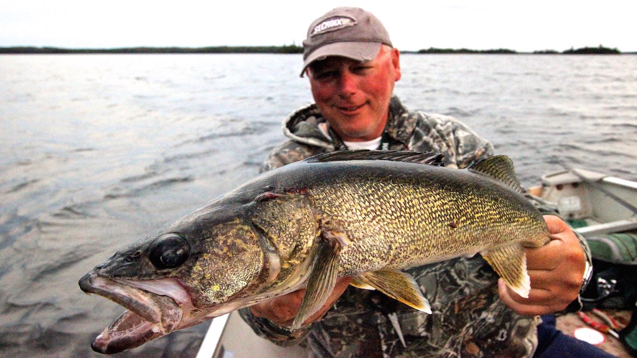 Walleye Bonanza On Lake St  Joseph!