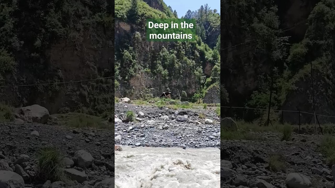 Cow grazing near a fast flowing river in the mountains 