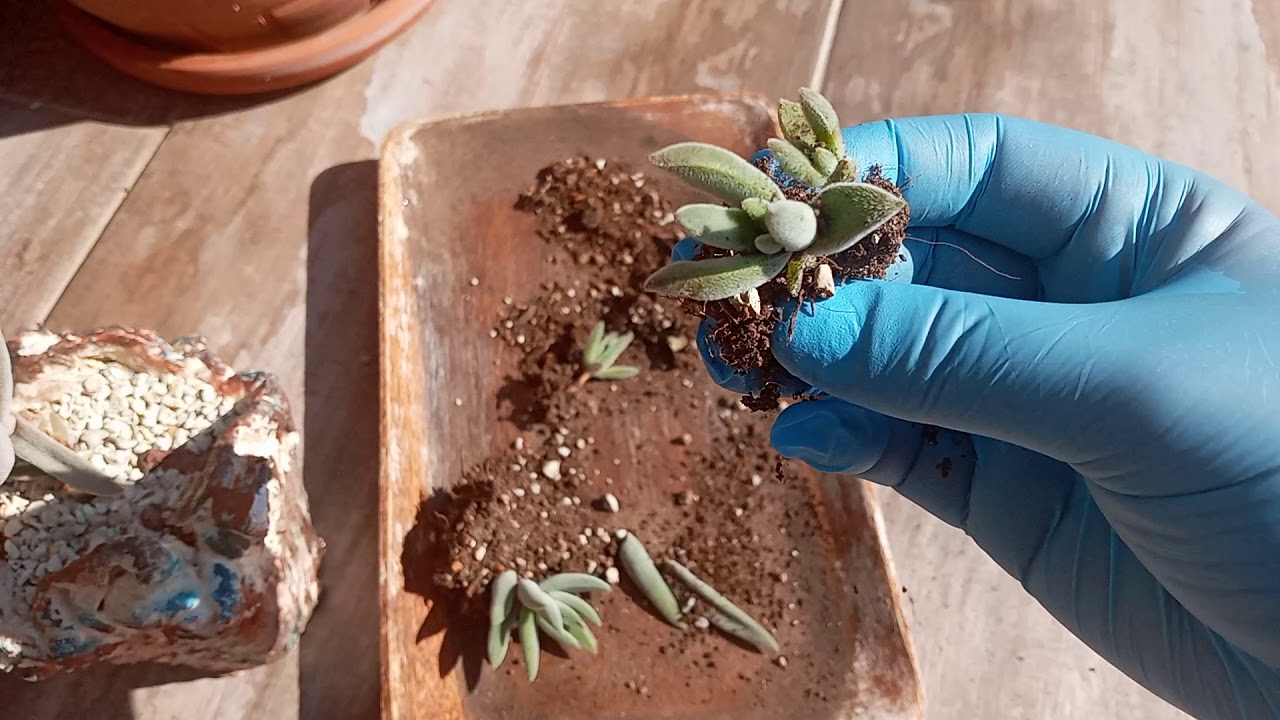 Evde üretim için tavsiye ettiğim tür 2.bölüm crassula surprise party