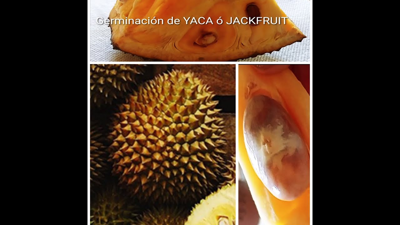 GERMINACIÓN DE YACA Ó JACKFRUIT