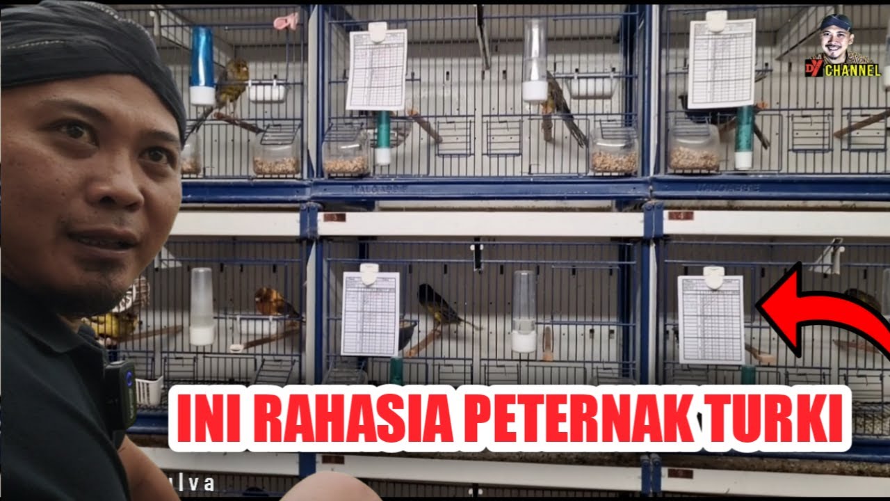 Akhirnya ditunjukkan Kandang Ternak Kenari Yorkshire TKF di Turki dengan segala pendukungnya #Eps 3