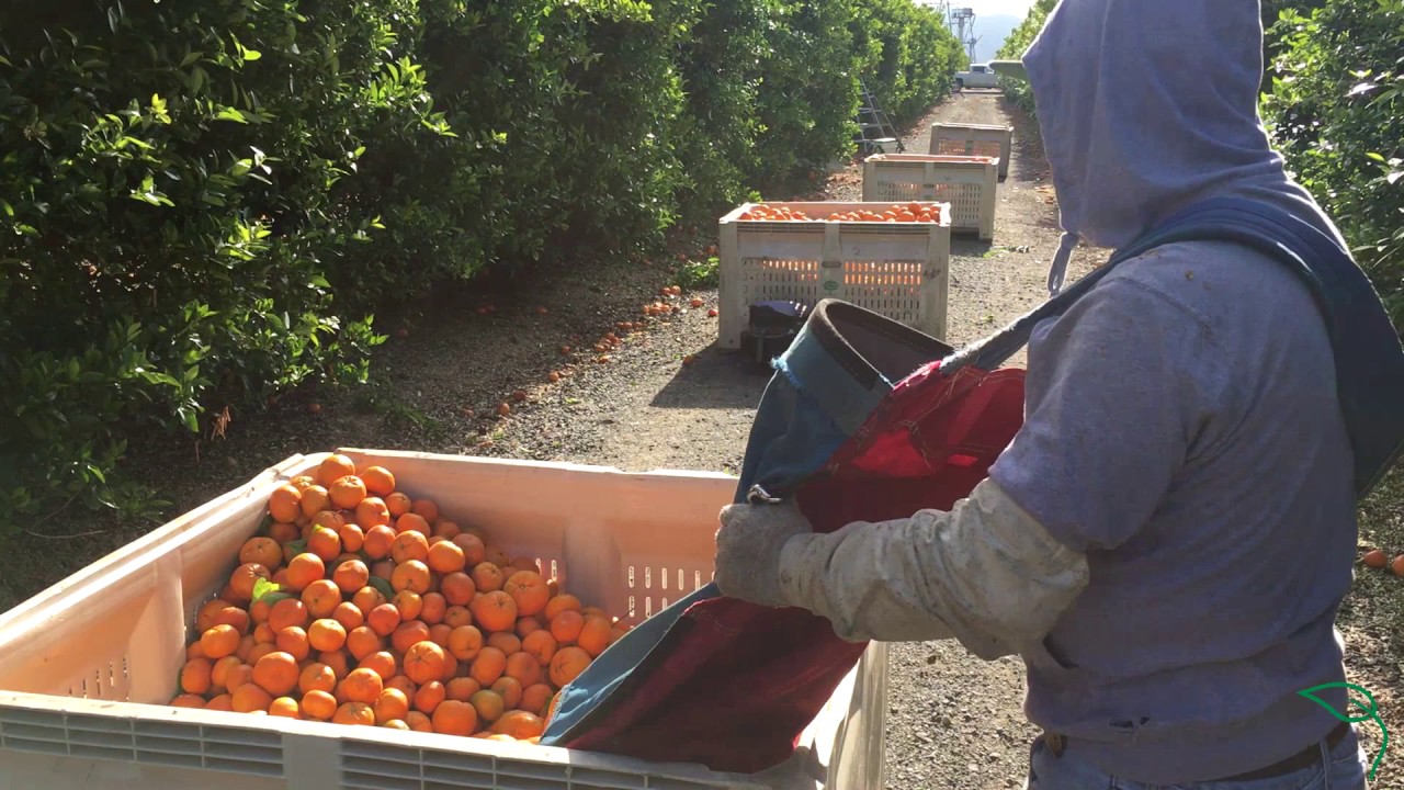 Journey of Easy Peel Mandarins