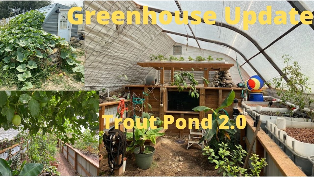 Greenhouse update: trout pond 2.0 and aquaponics