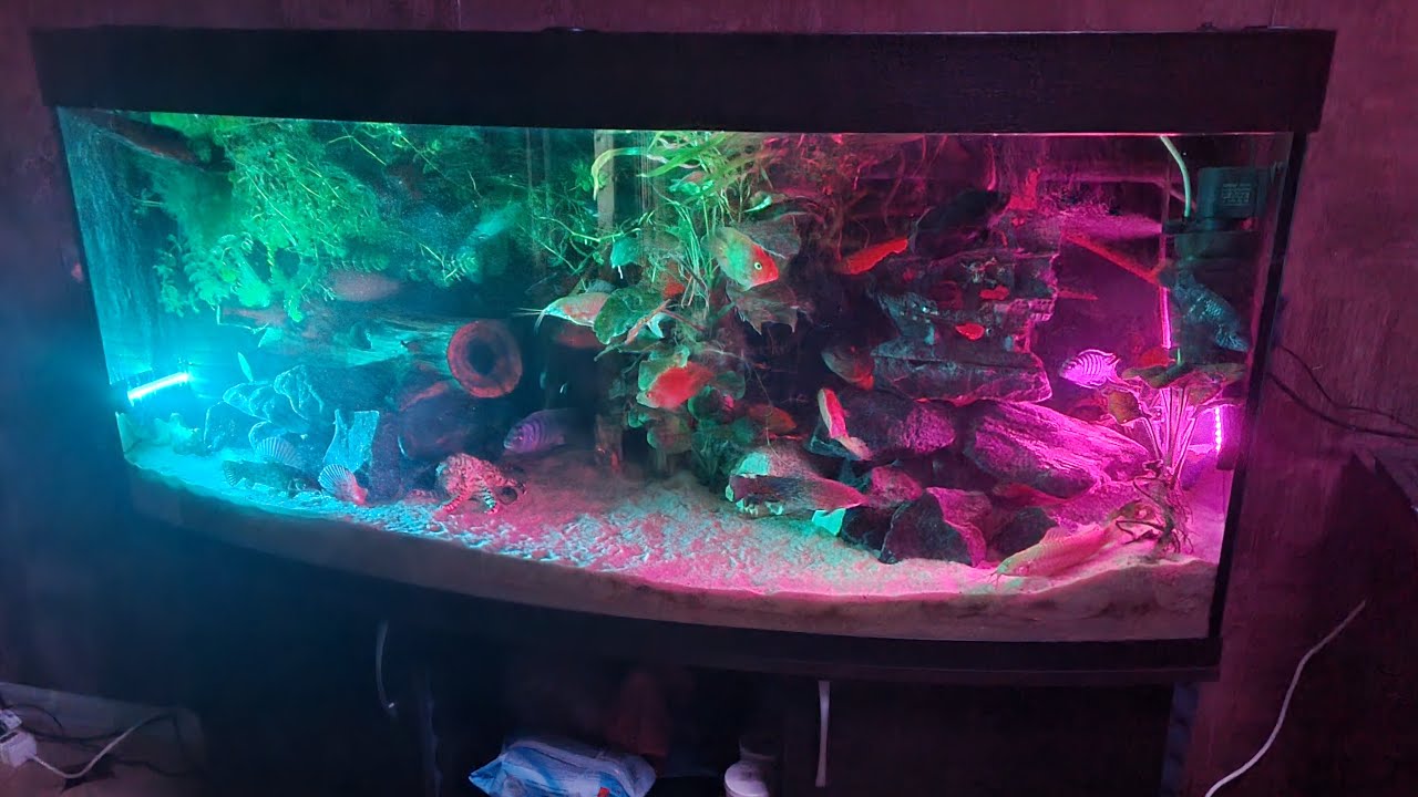 Лучший живой расслабляющий домашний  аквариум🤗🙏👍#fishtank #relax #online #stream #antistress
