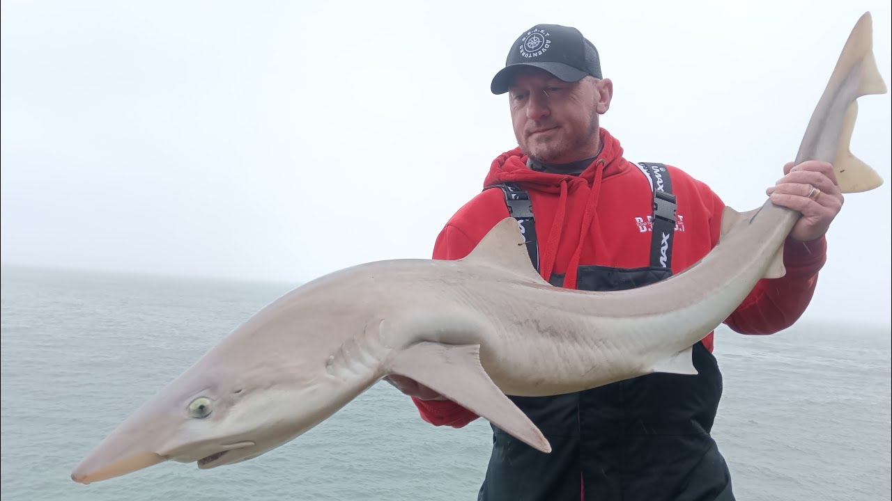 Fishing for Tope at Stackpole