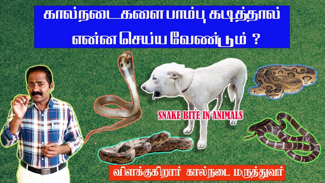 கால்நடைகளை பாம்பு கடித்தால் என்ன செய்ய வேண்டும்? விளக்குகிறார் கால்நடை மருத்துவர்- SNAKE BITE