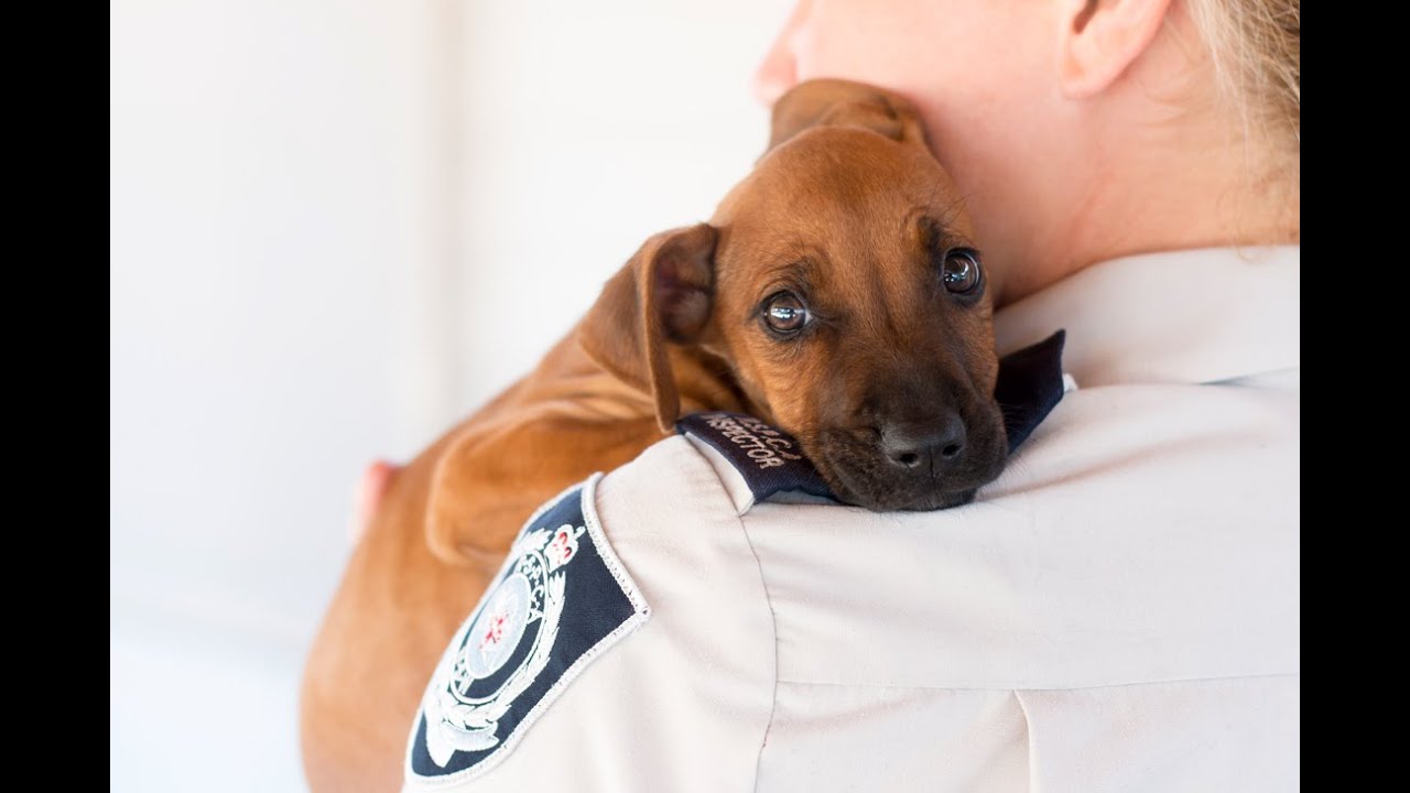 RSPCA Short Tails: Puppy Rescue