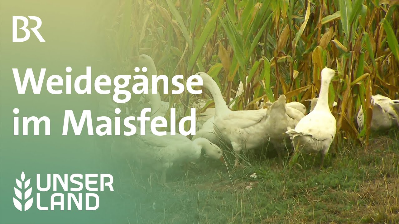 Weidegänse im Maisfeld (Re-Upload) | Unser Land | BR Fernsehen