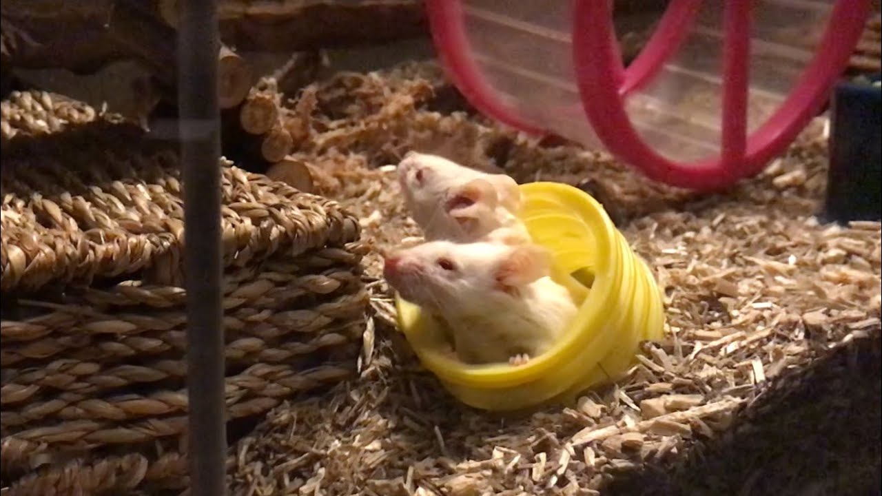 How To Build A First-Rate Mouse House