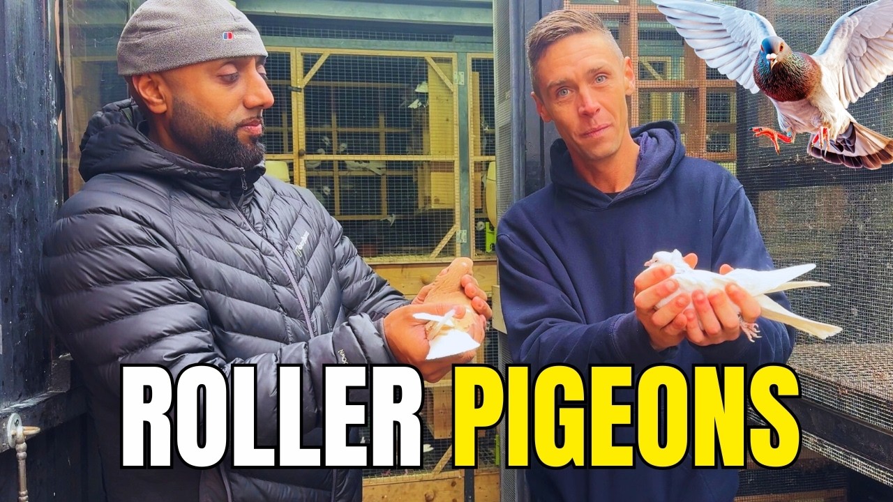 Inside the World of Birmingham Roller Pigeons | A Hidden Flying Sport