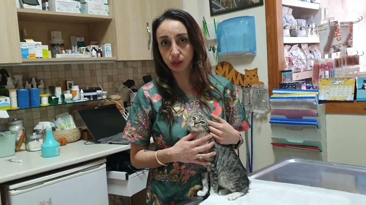 Kedi Gençlik hastalığı nedir?Kedi Panlökopeni , Feline Parvo Virüs nedir? vaccicheck ile tespiti