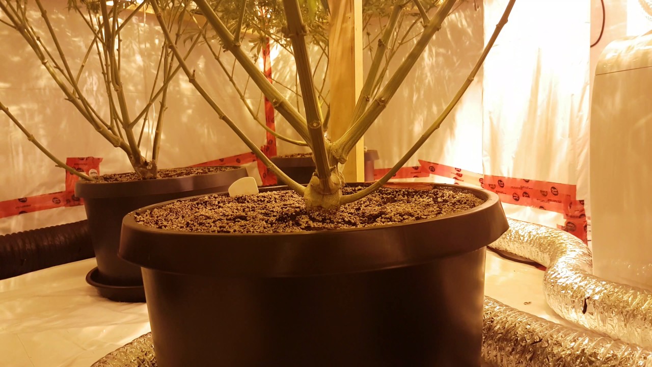 Big Cannabis Stalks