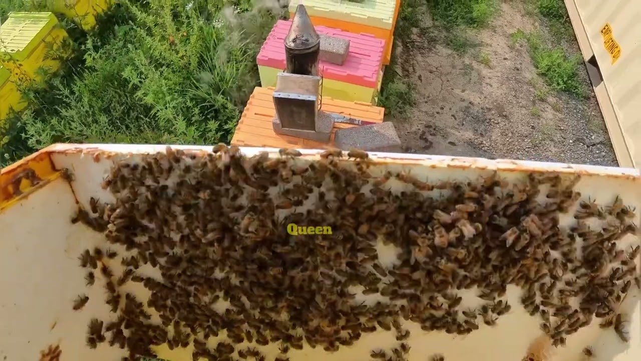 How to Split a Hive to Prevent Swarming 🐝🌺 نحوه تقسیم کندو برای جلوگیری از بچه دهی ناخواسته