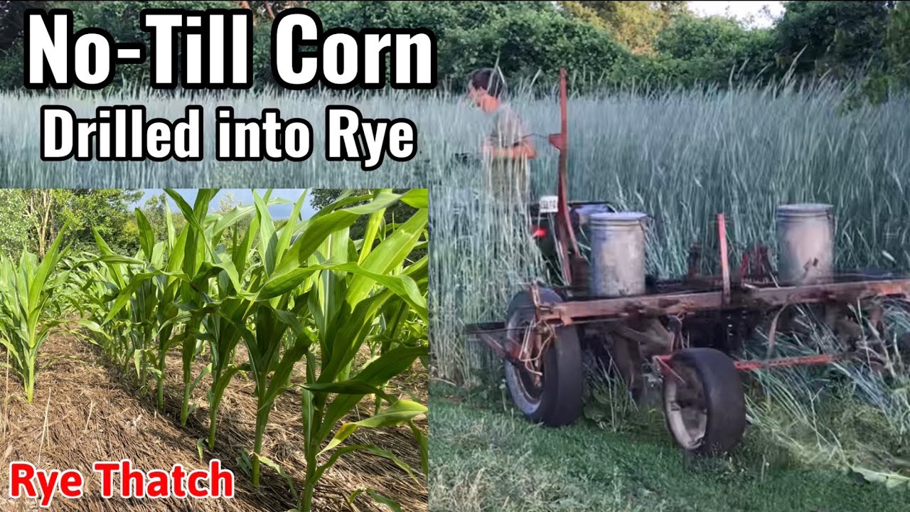 No-Till Corn Food Plot - Drilled into Standing Rye