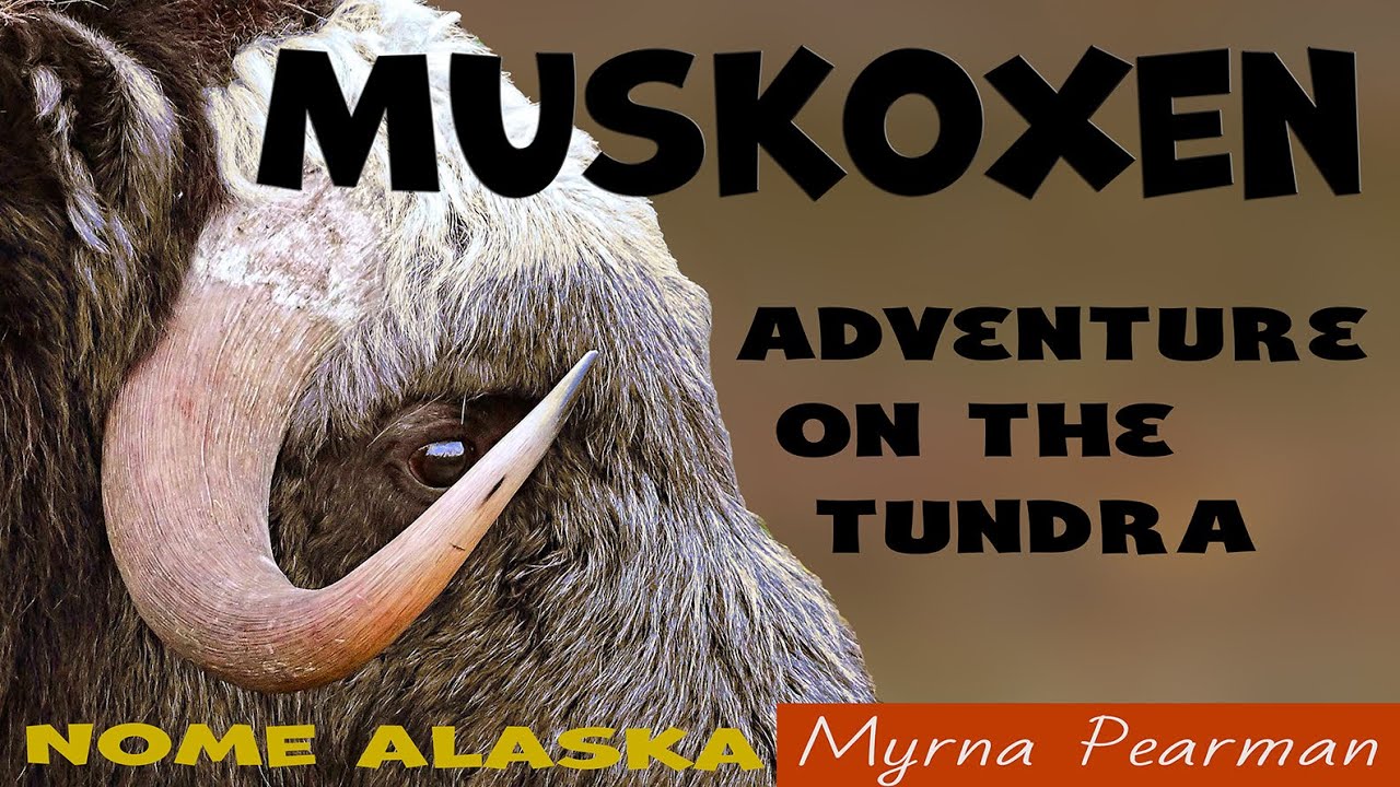 ENJOYING MUSKOXEN  - Nome Alaska - 2024