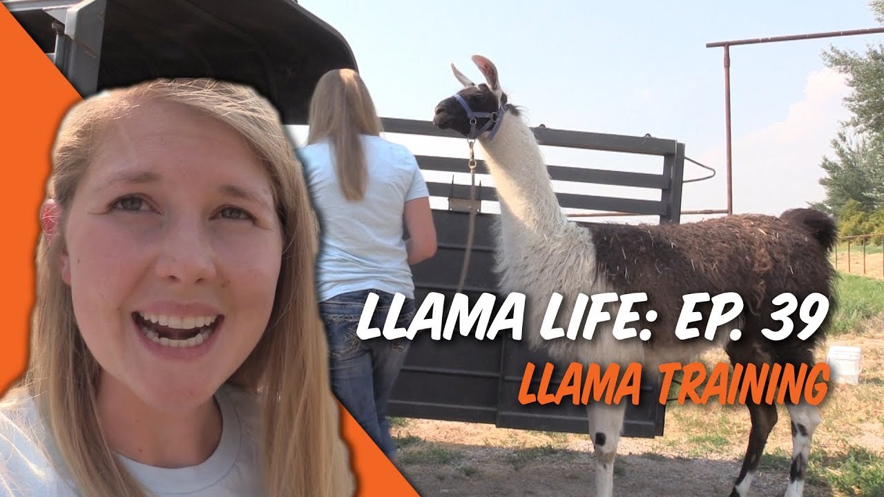 Llama Training - Ep.39 - Llama Life
