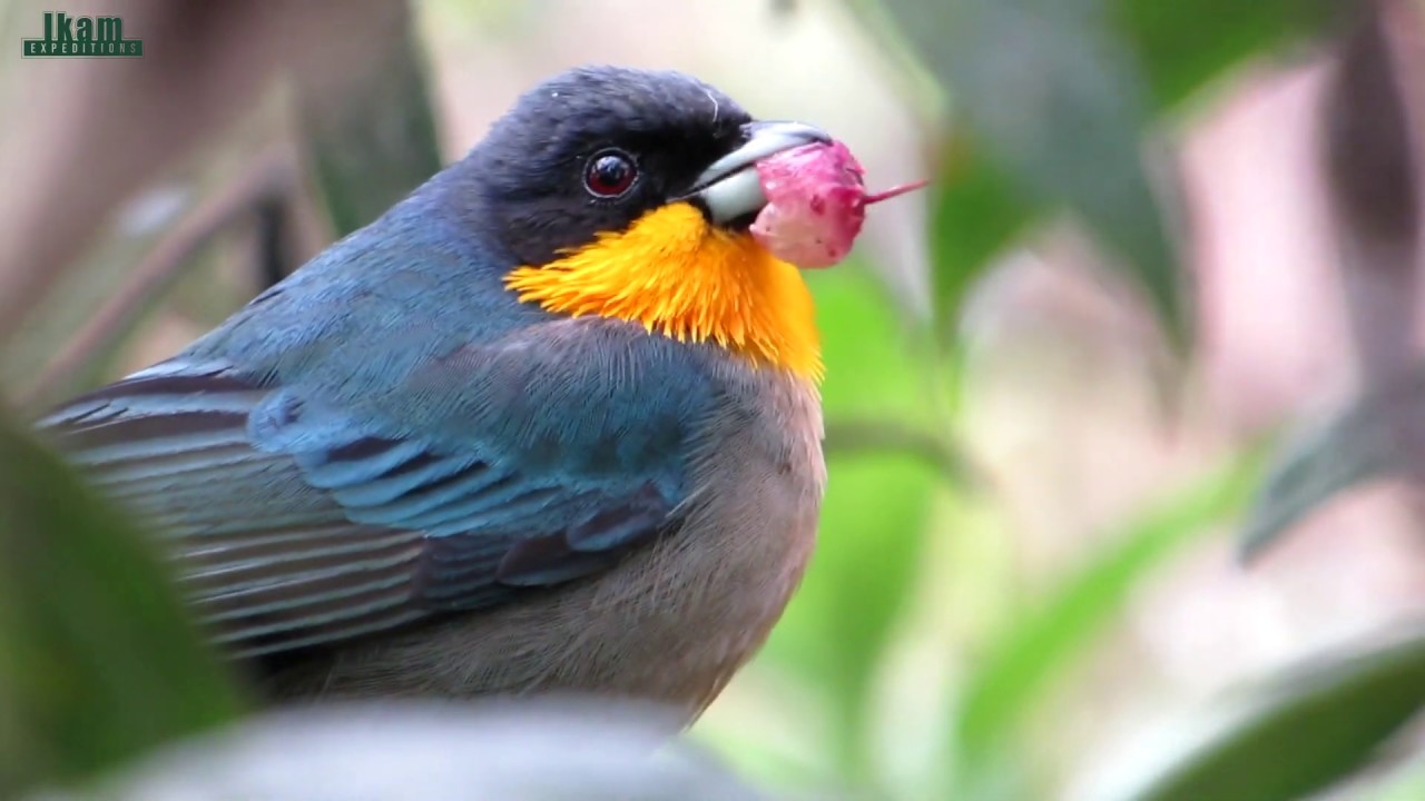Yellow-throated Tanager (Iridosornis analis) in Alto Mayo, Peru.