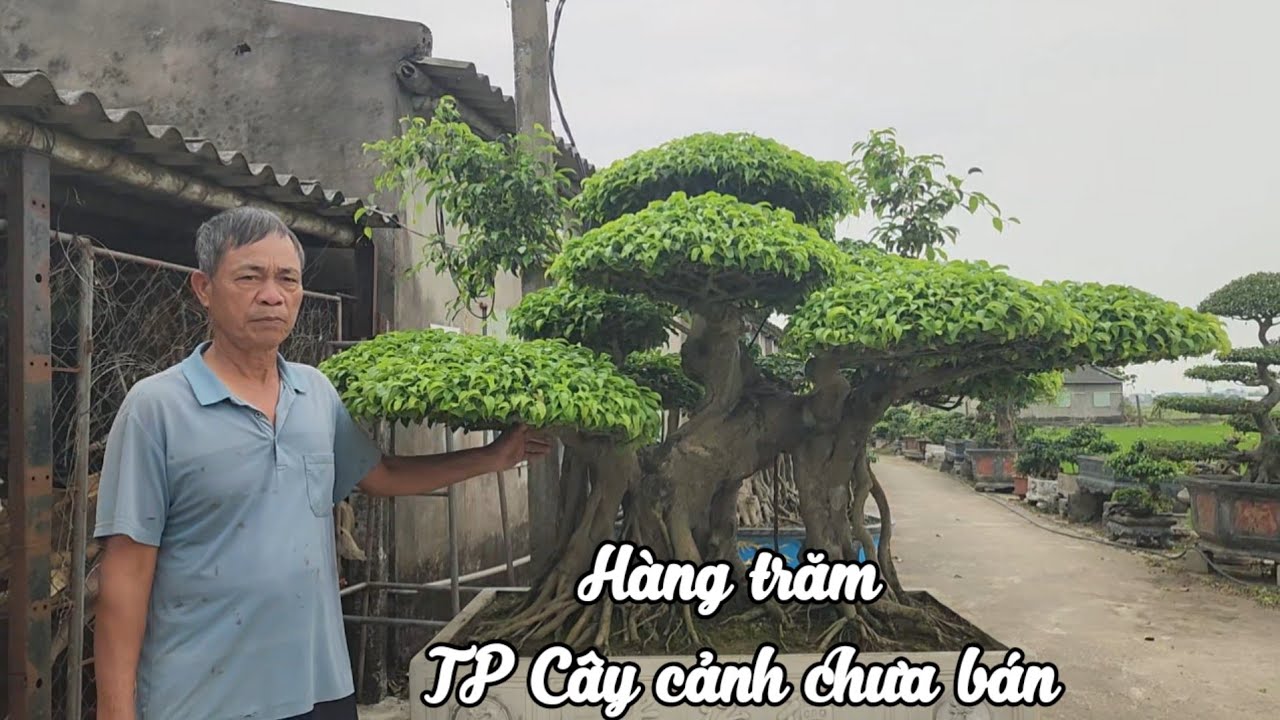Khu vườn cây cảnh giữa đồng lúa bao la của anh Thành ở xã Minh Tân Ninh Bình 