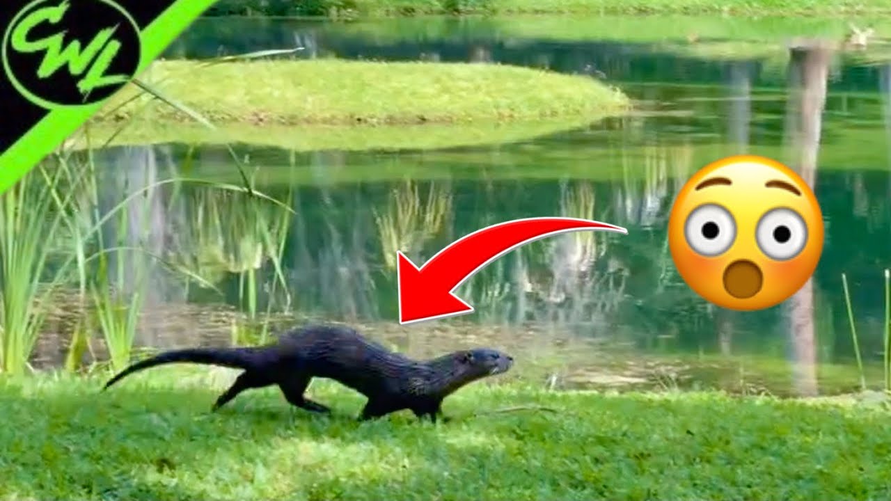 Otter in my Pond! Where are my FISH??