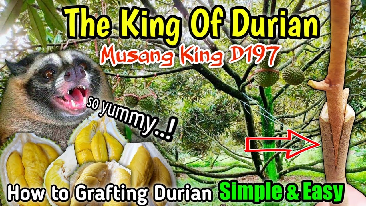 Durian Musang King dari Biji Cepat Berbuah, Pemula Wajib Tau, Lakukan Cara ini !