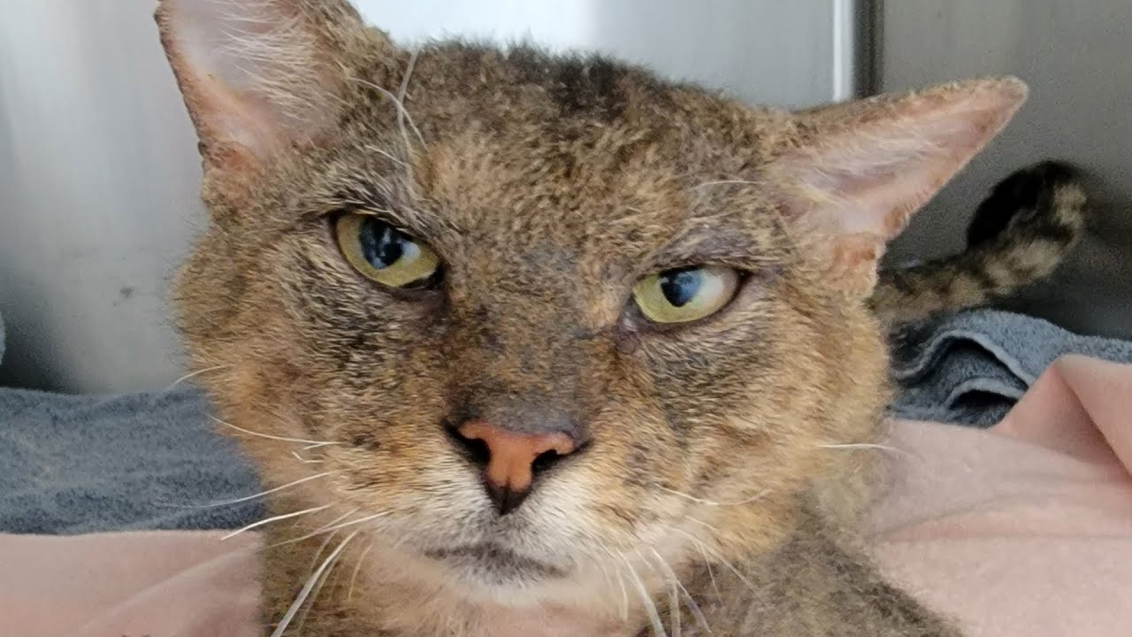 This sweet cat was likely left behind when a family moved