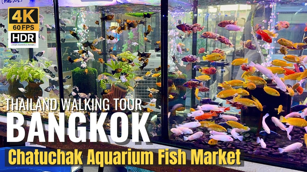 [BANGKOK] Chatuchak Aquarium Fish Market 