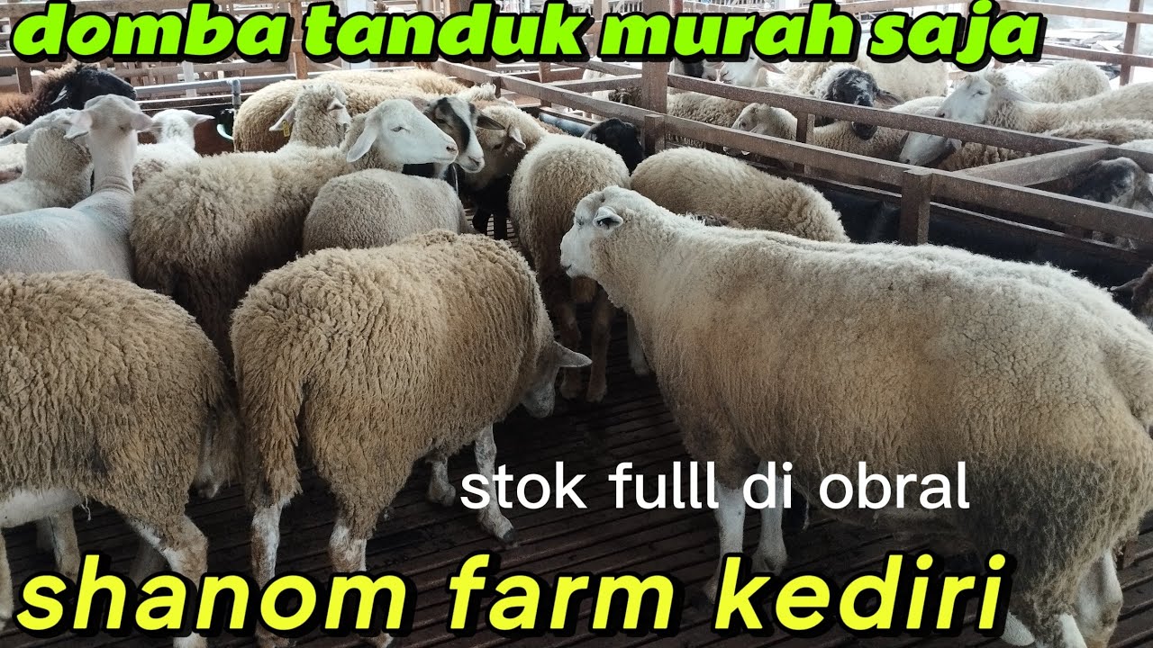 SEMAKIN HARI SEMAKIN MURAH SAJA HARGA DOMBA WA 085784193257 kediri jawa timur
