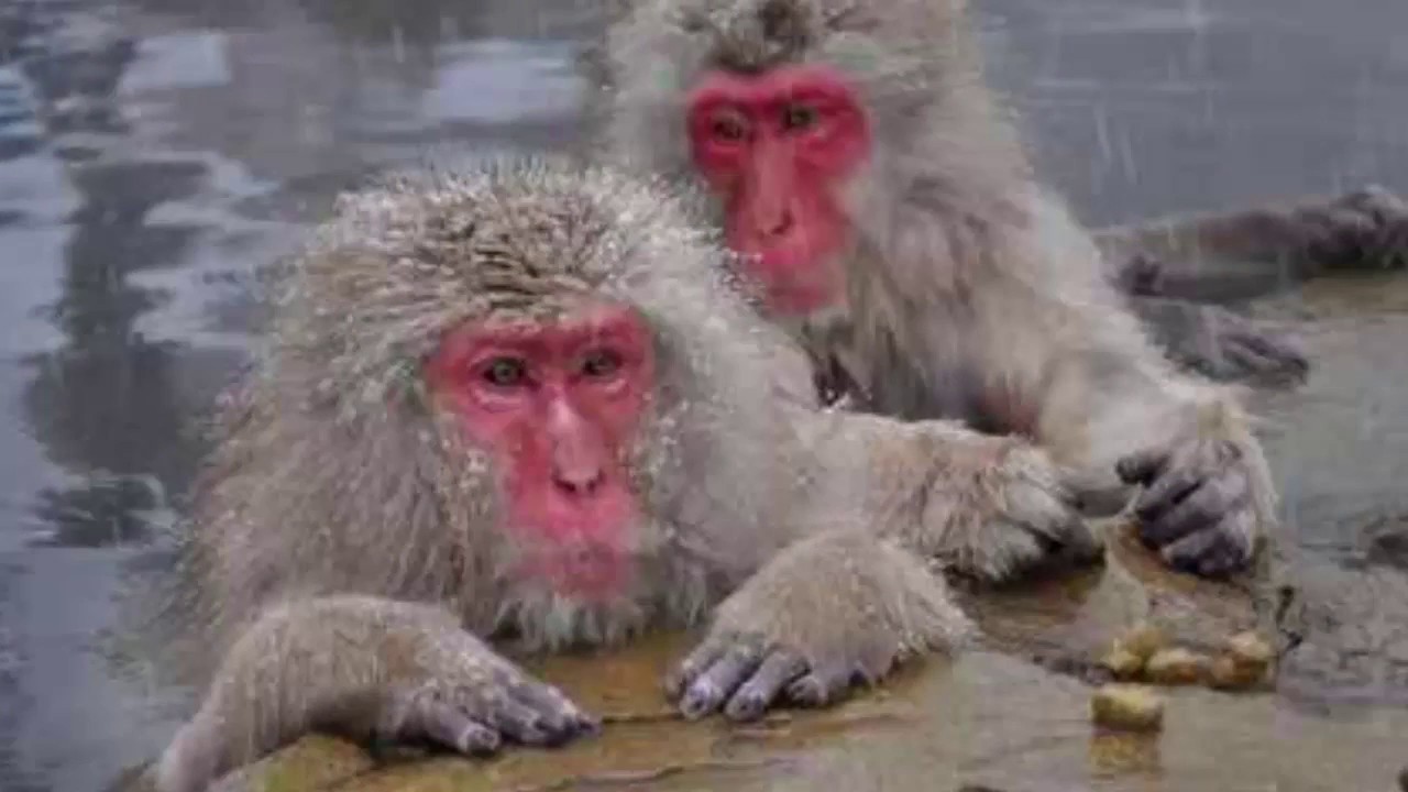 Top 10 Most Amazing Monkeys in the World