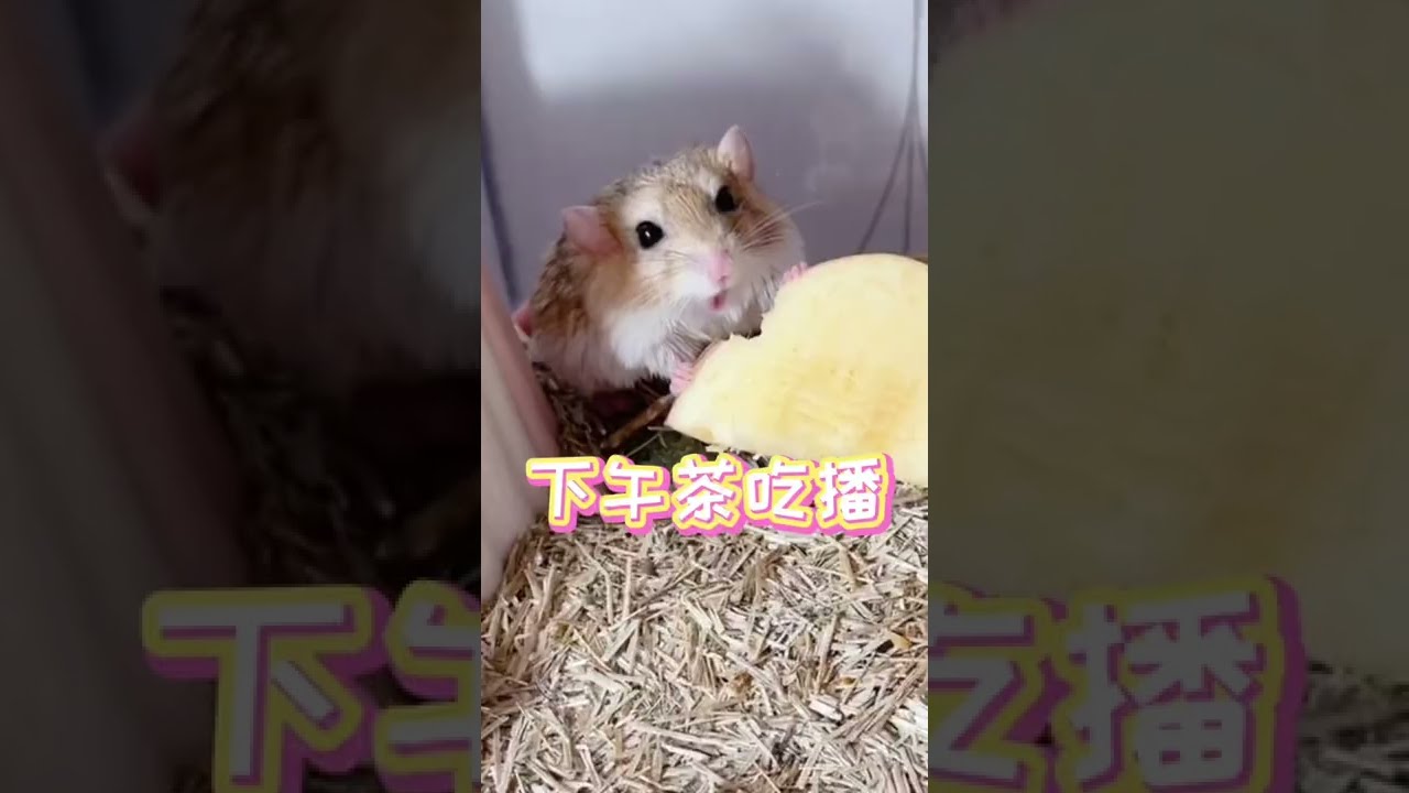 用家里仅有的存货组织一场下午茶，看看哪个崽崽吃的蕞可爱 #仓鼠 #德文卷毛猫 #养鼠日常分享 #仓鼠配粮