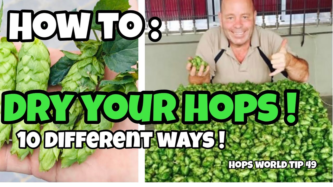 10 DIFFERENT WAYS TO DRY HOPS CONES. HOPS WORLD TIP 49