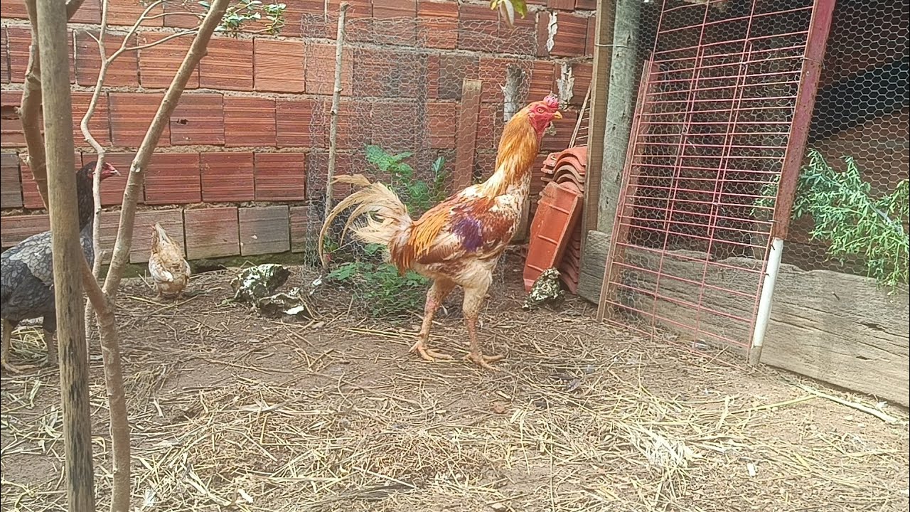 Nova criação, sugestões de nome para o canal!!🐓🐣