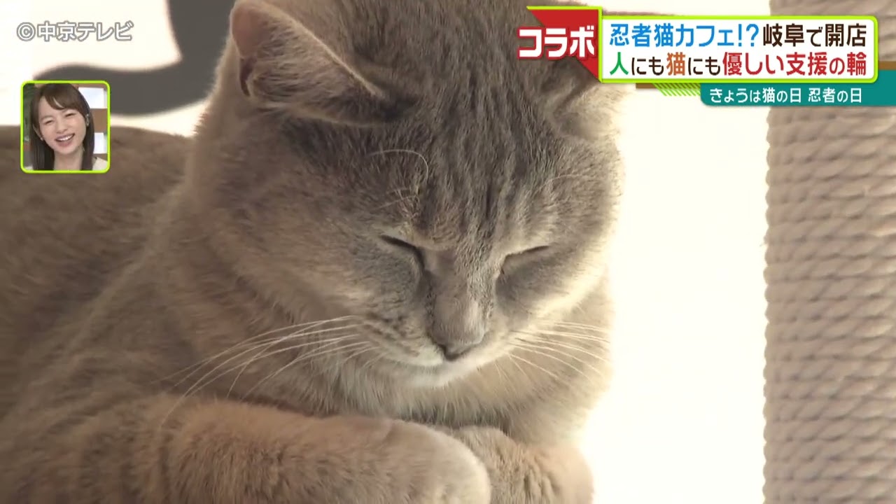 【異色のコラボ】猫カフェ×就労支援　新たな一歩につながる忍者猫カフェとは