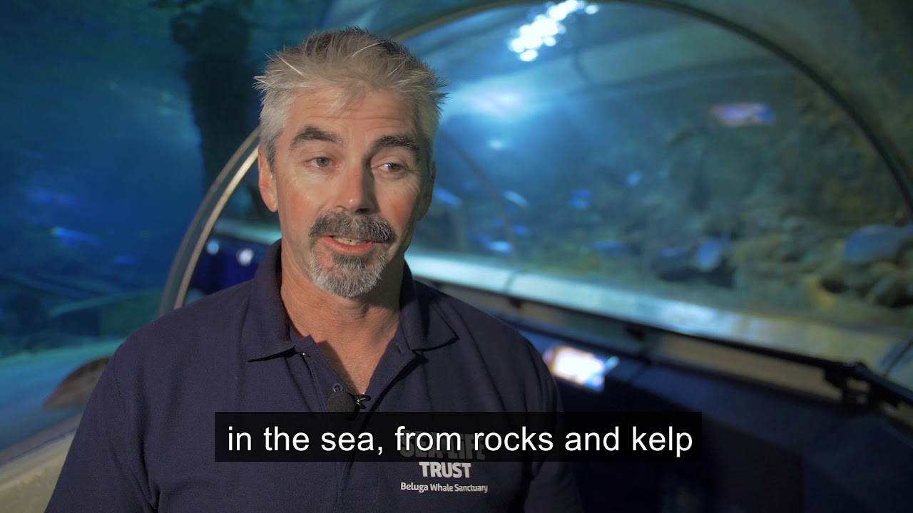 BELUGA WHALES SAFELY LAND IN ICELAND | SEA LIFE Trust