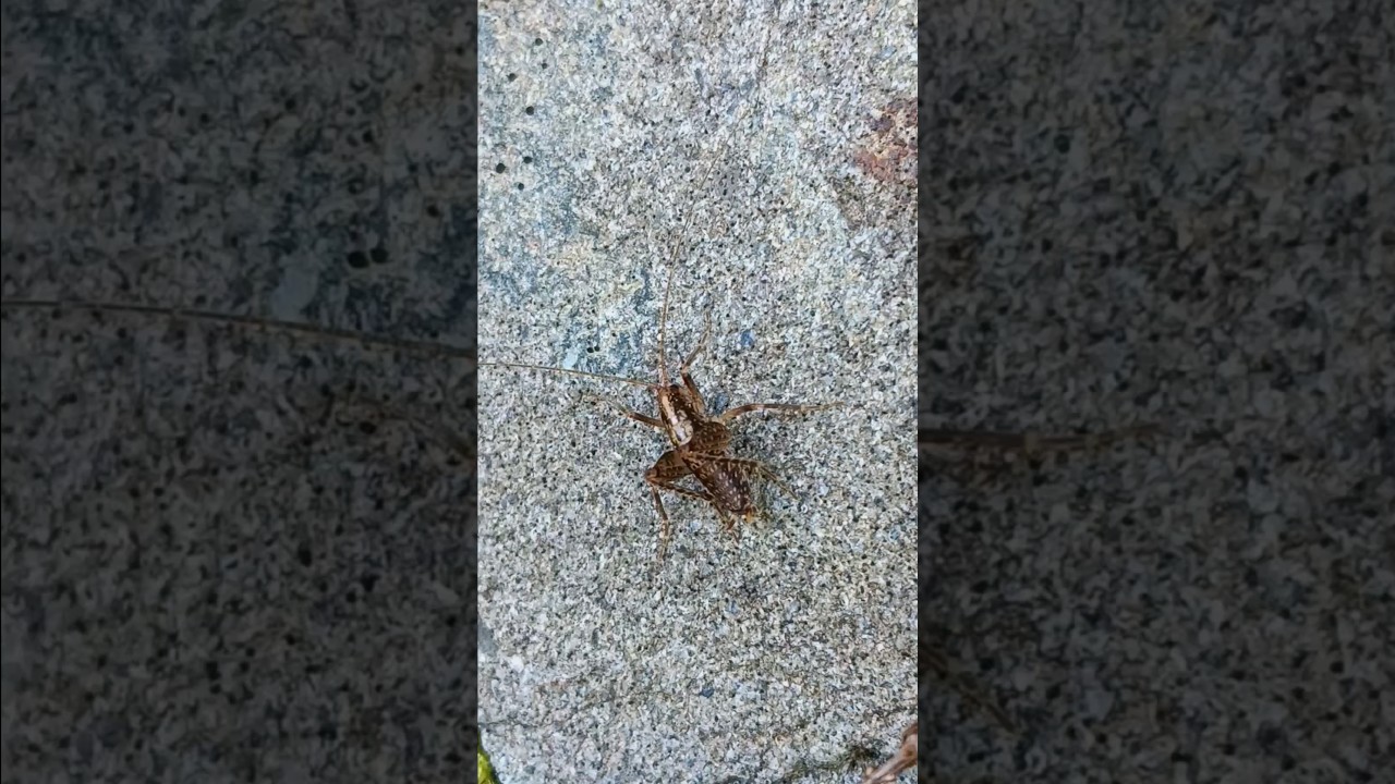 How to say cricket and grasshopper in Abenaki Language #abenaki #crickets #grasshopper