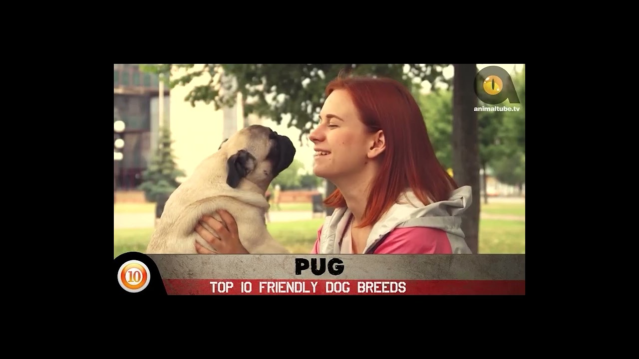 Empowerment University   WBJH Dogs MasterClass   New Edit