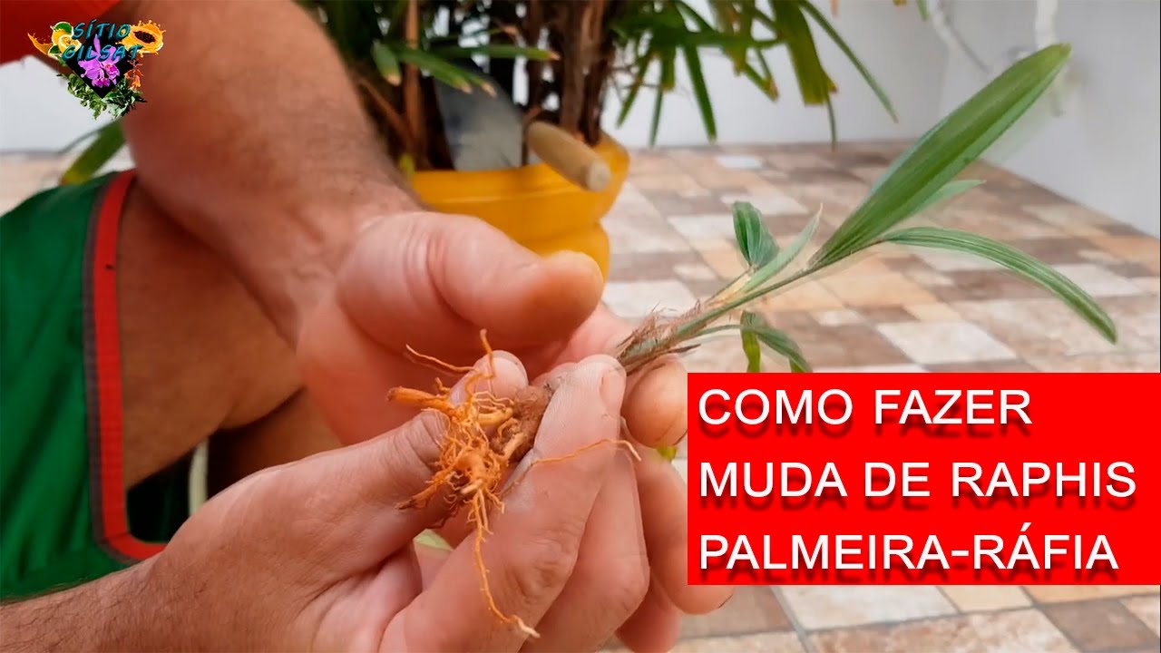palmeira-rafia Raphis Como fazer muda de palmeira-rafia Raphis sem errar