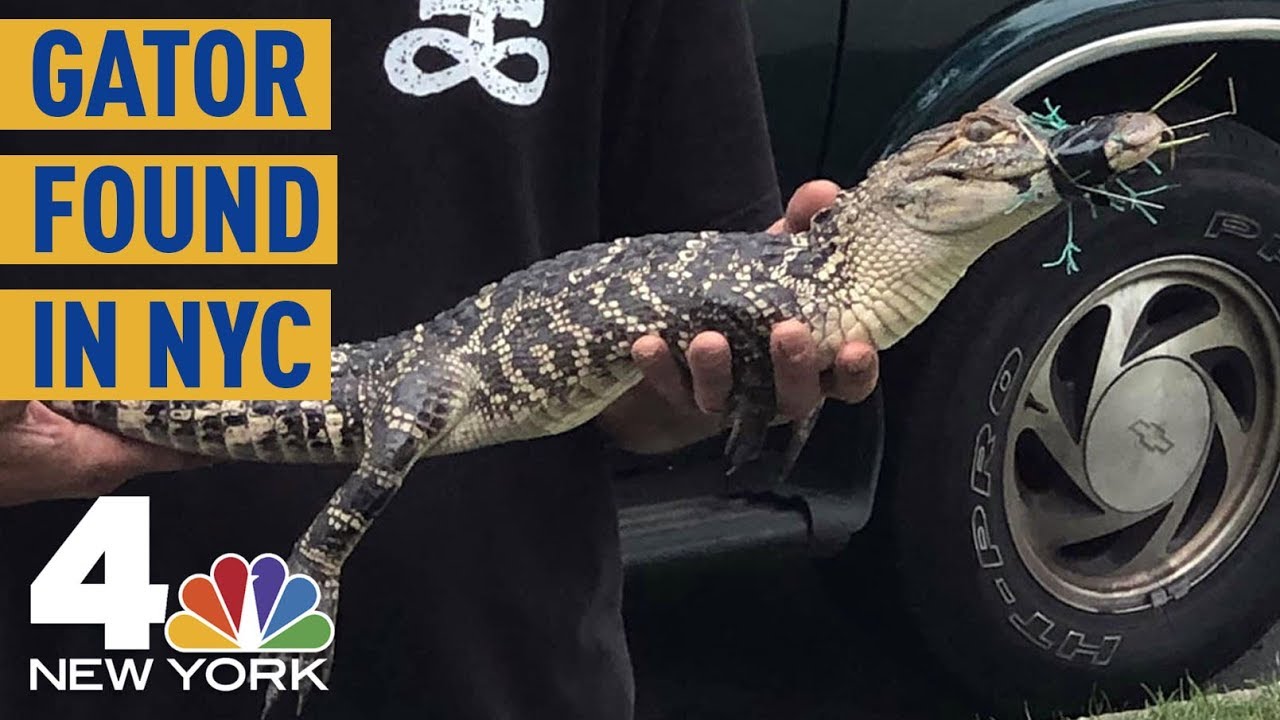 Alligator Found in NYC, And No One Is Sure Where it Came From | NBC New York