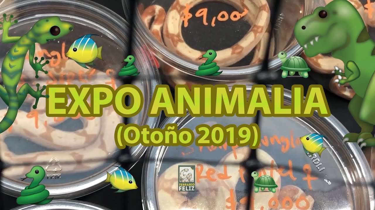 ¡BOAS, PITONES BOLA, GECKOS LEOPARDO Y MÁS EN EXPO ANIMALIA! - El Terrario Feliz