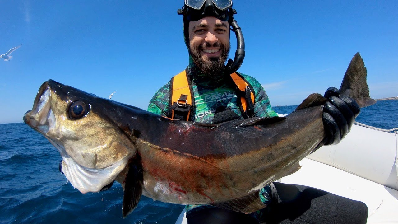 Gros Lieu Jaune - Chasse sous marine