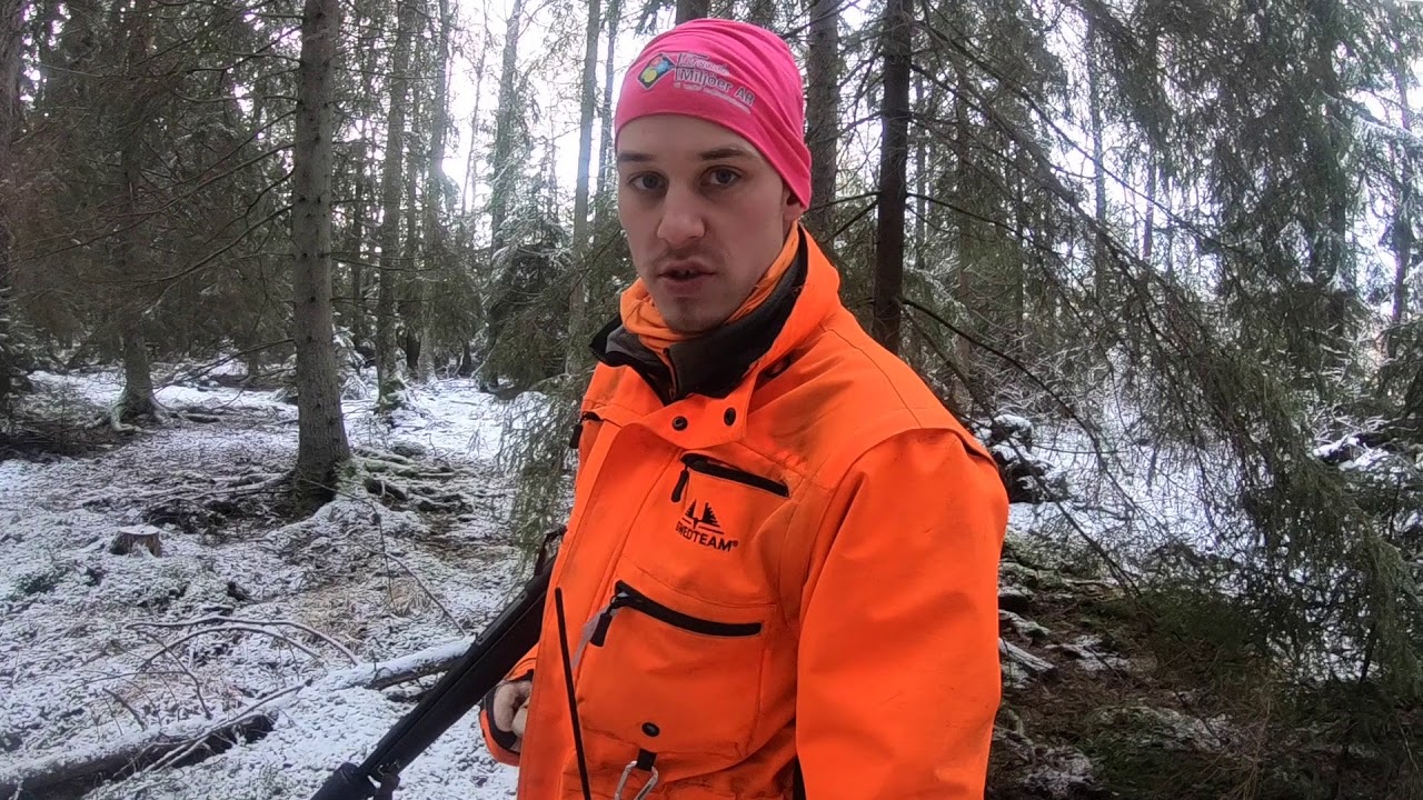 Efters&ouml;k p&aring; vildsvin