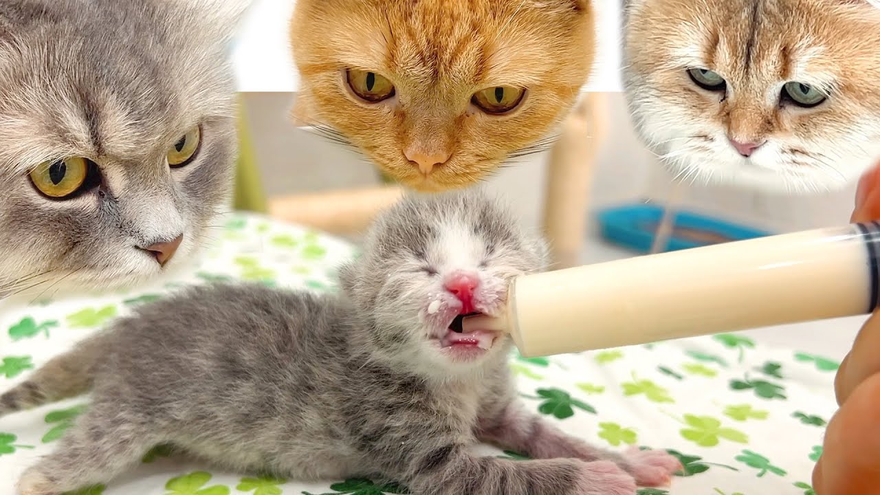Спасенные котята пьют молоко из бутылочки и набирают вес. Кошки впервые встречают котят