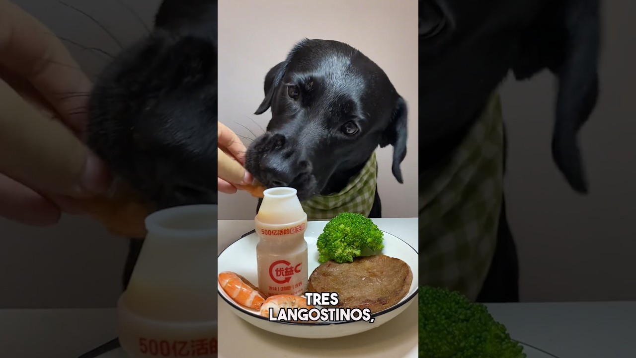 ¡Nunca creerás lo que come este perro! 😲🥩
