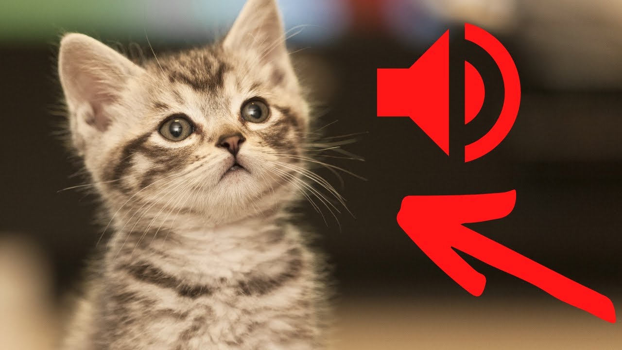 The cat meows. Cat meowing sound. Kitty meows. Animal sounds. Live sound. Hi, neighbor