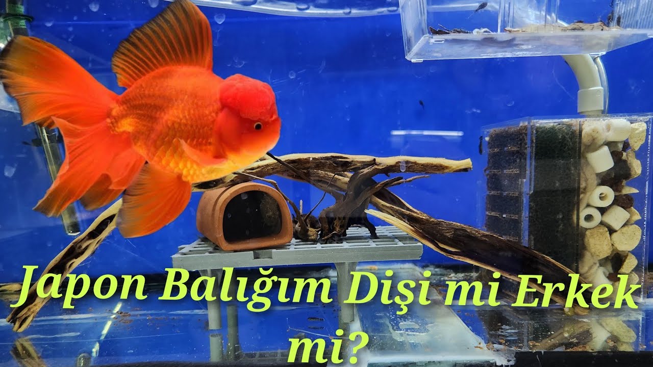 Japon Balıkların da Cinsiyet Ayrımı Nasıl Yapılır - Cüce Vatoz Akvaryumuna Yeni Düzen