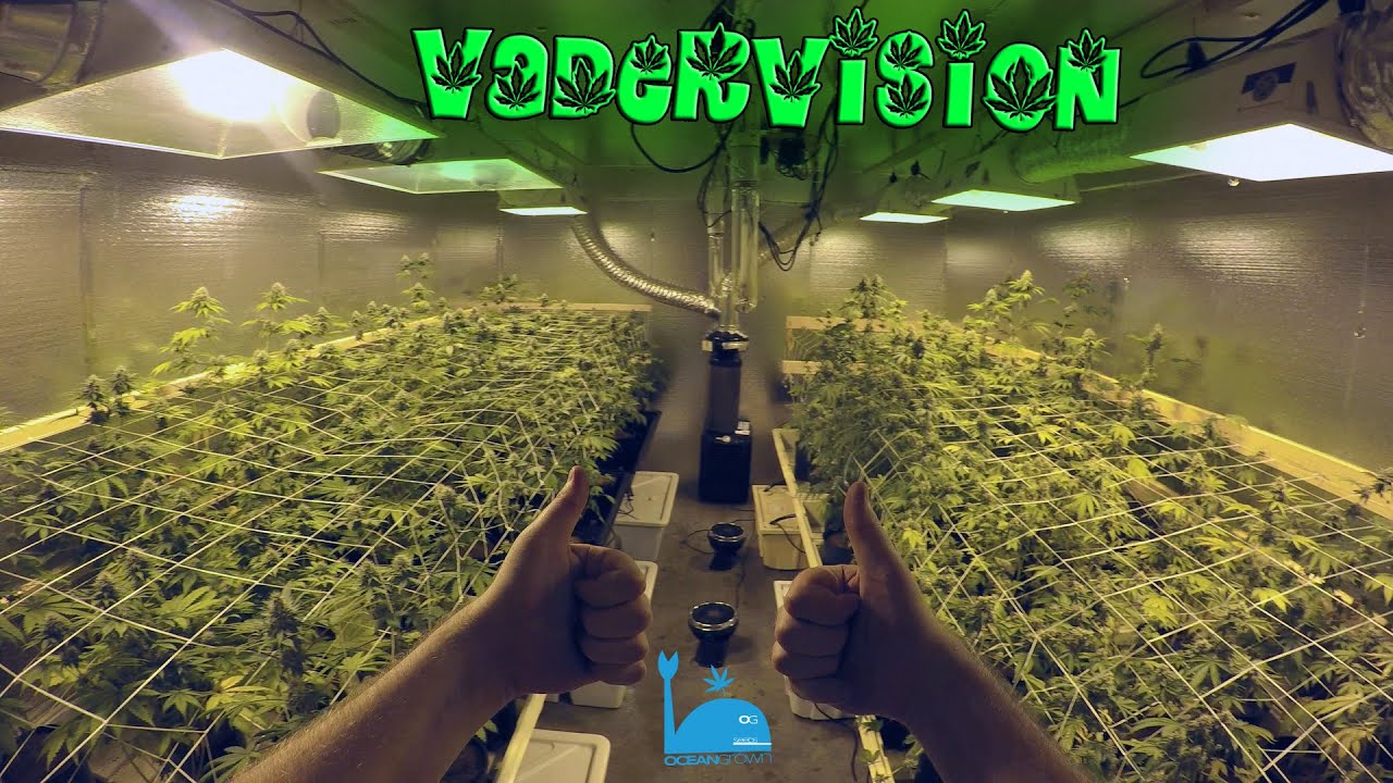 Moving right along with the Cannabis Grow Op!
